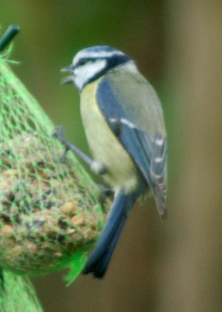 Blue Tit Blue Tit