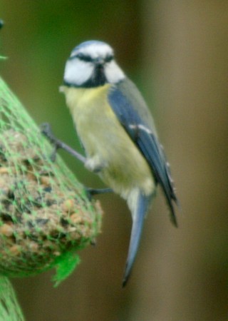 Blue Tit Blue Tit