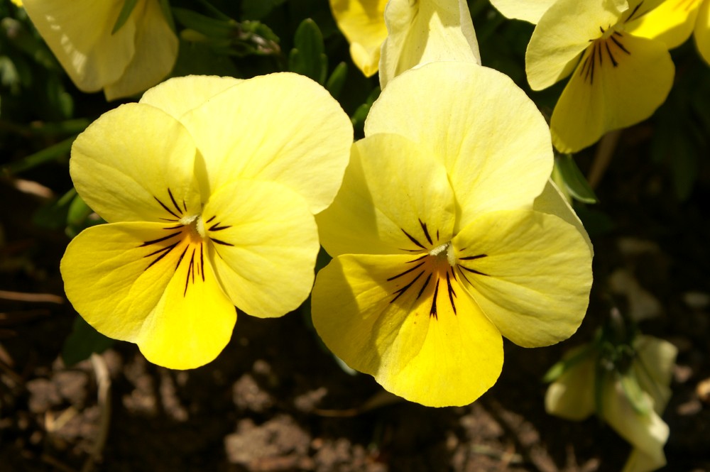 Pansies Pansies