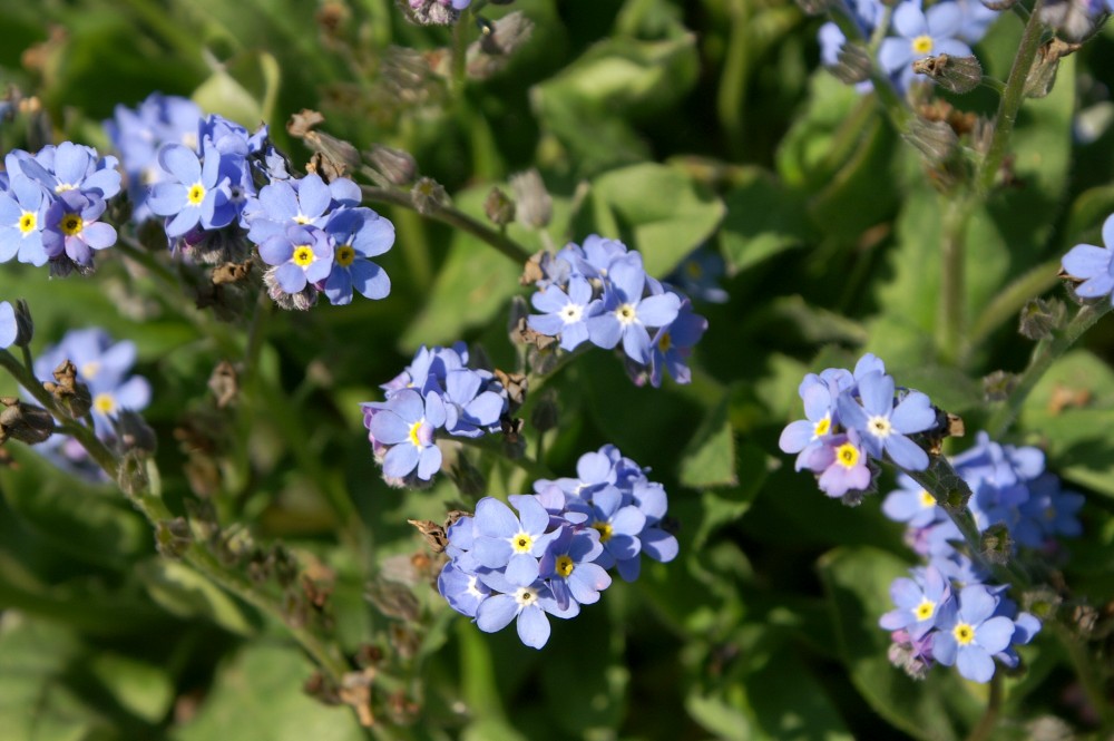 Forget-me-nots Forget-me-nots