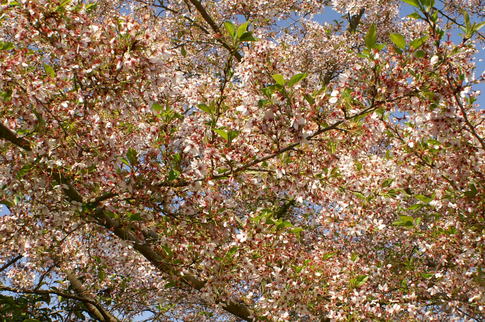 Blossom Blossom