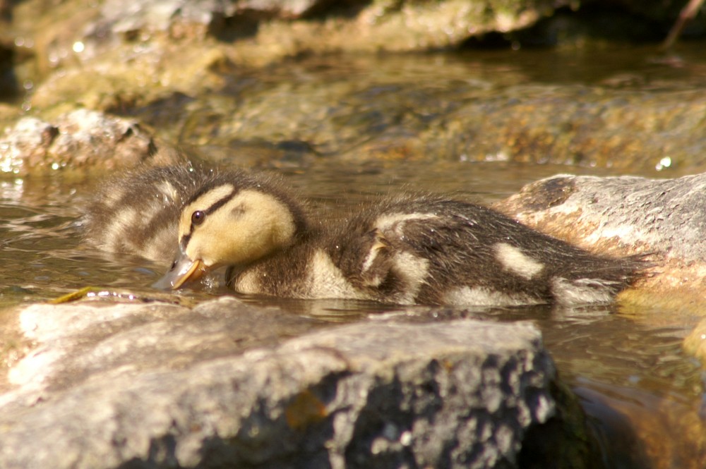 Duckling Duckling