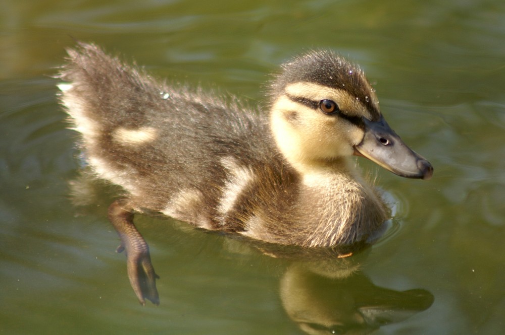 Duckling Duckling