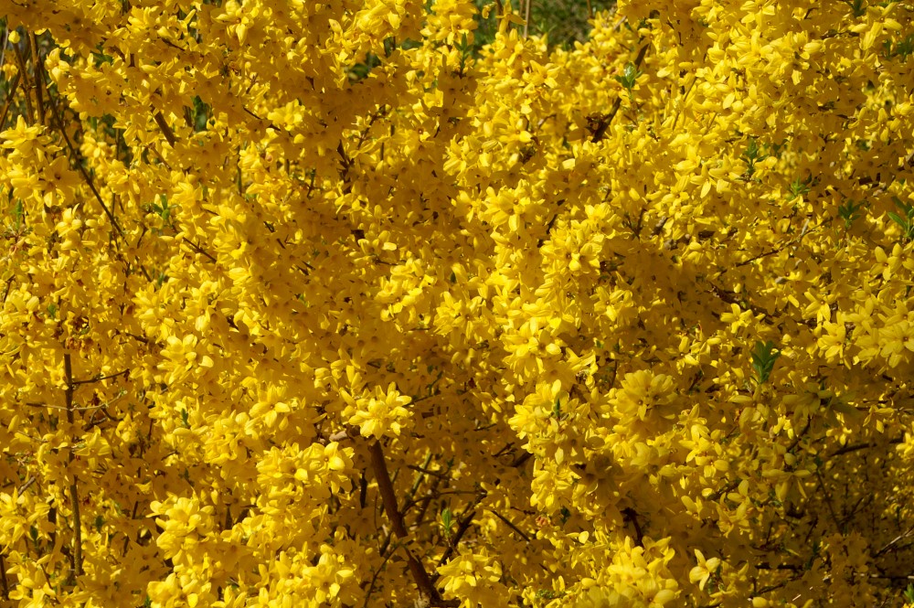 Forsythia Forsythia
