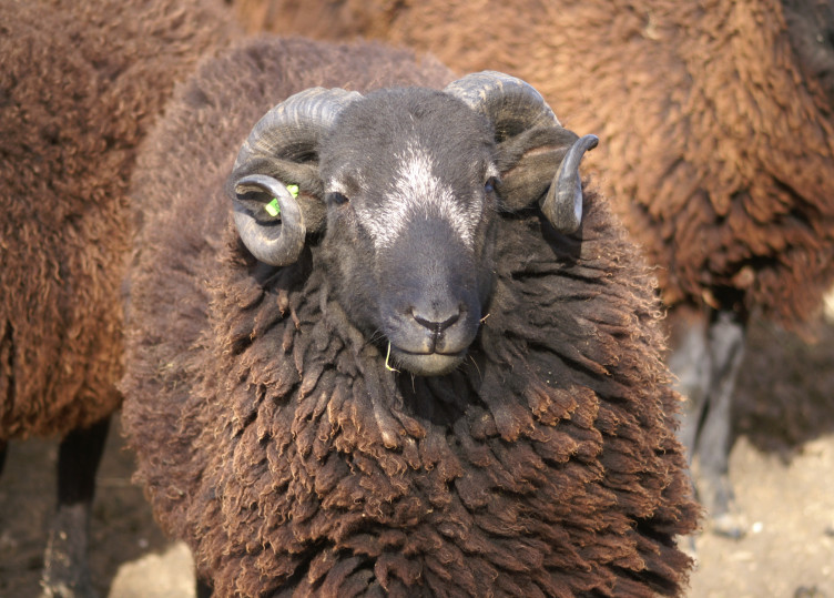 Faced down by a sheep! Faced down by a sheep!