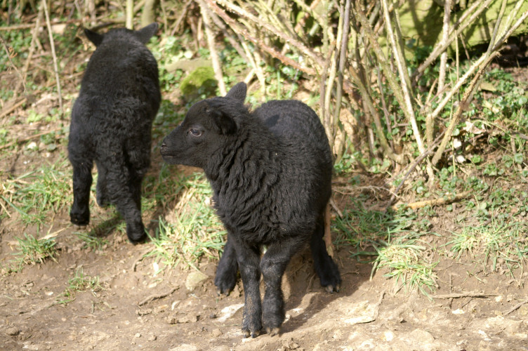 Black lambs Black lambs