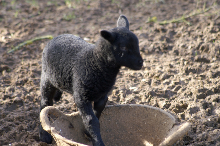 Another black lamb Another black lamb