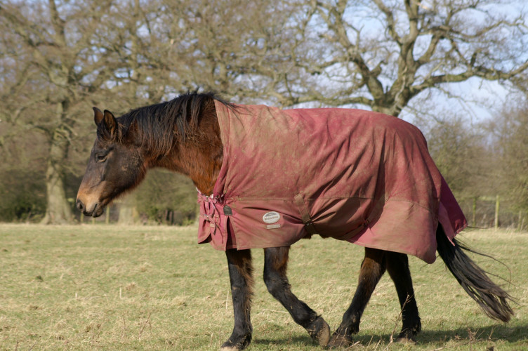 Horse! Horse!