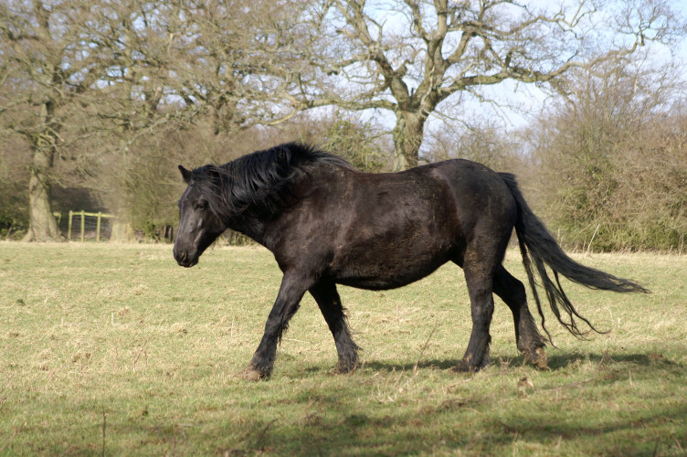 Horse! Horse!