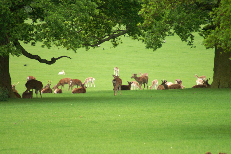 Deer! Deer!