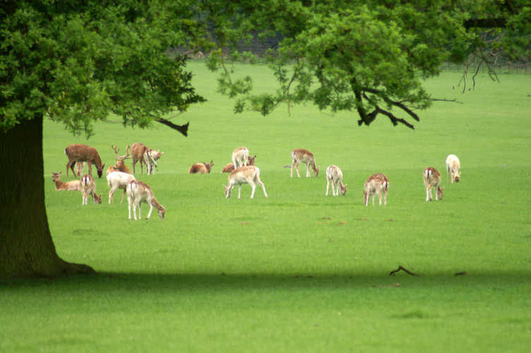 Deer! Deer!
