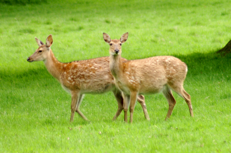 Deer! Deer!