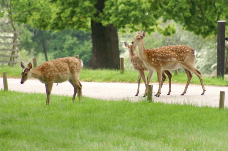 Deer! Deer!