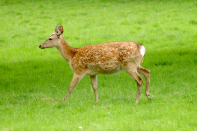 Deer! Deer!