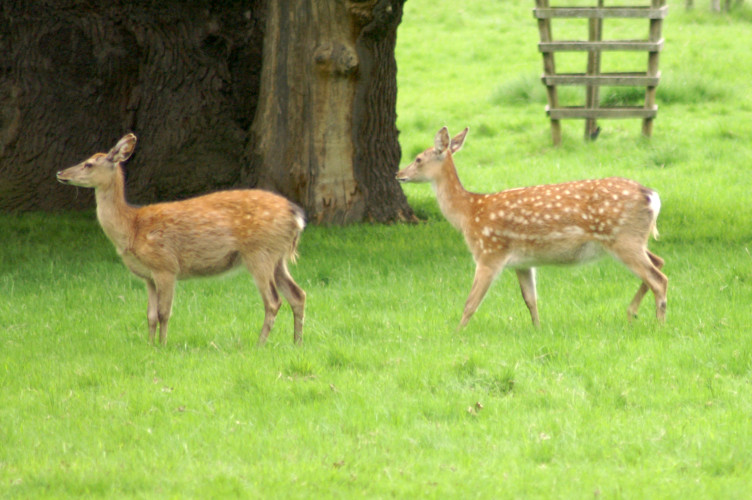 Deer! Deer!