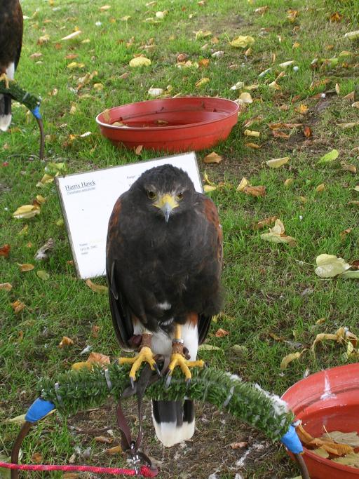 Appuldurcombe House - a Harris Hawk