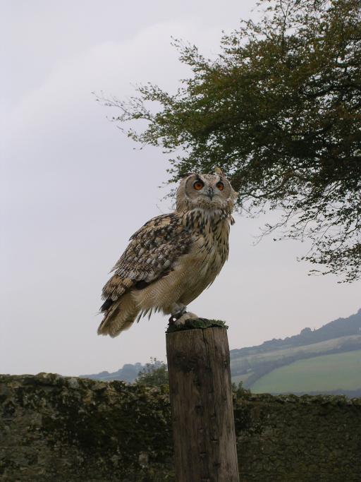 Appuldurcombe House - an owl