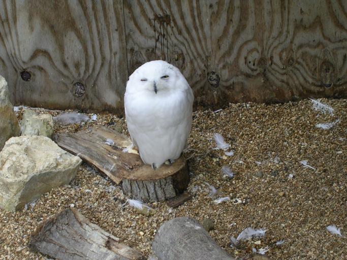 Appuldurcombe House - an owl