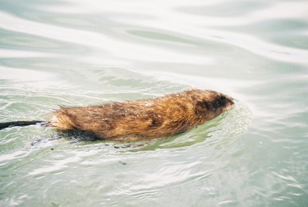 Water rat of some kind