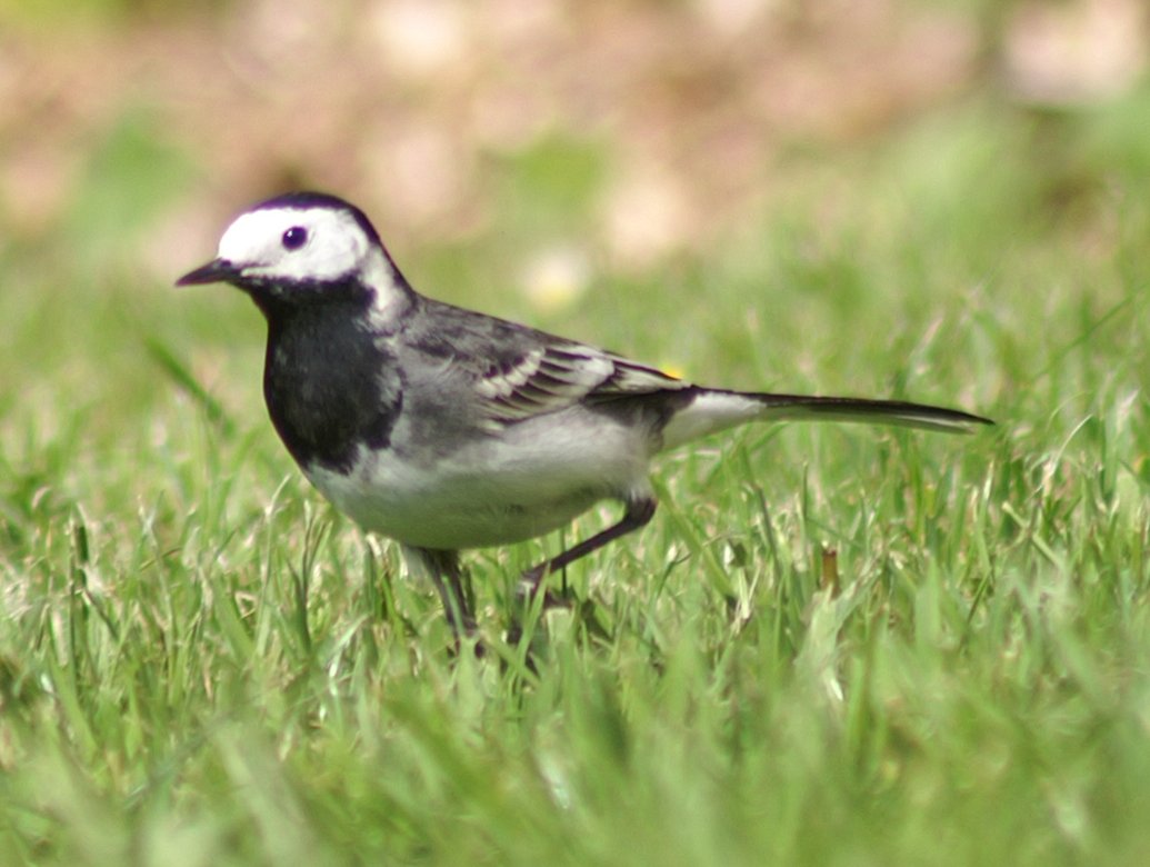 Pied Wagtail
