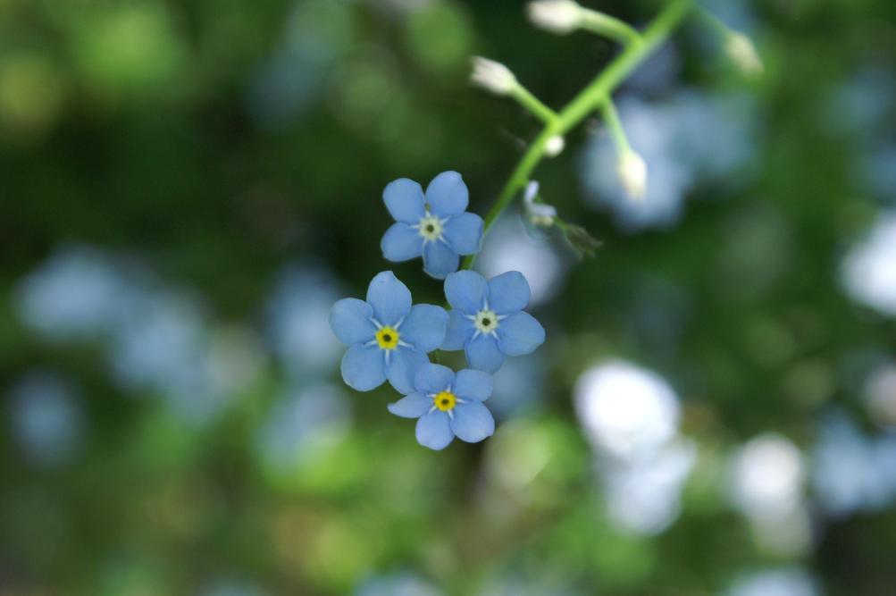 Multi-coloured flowers