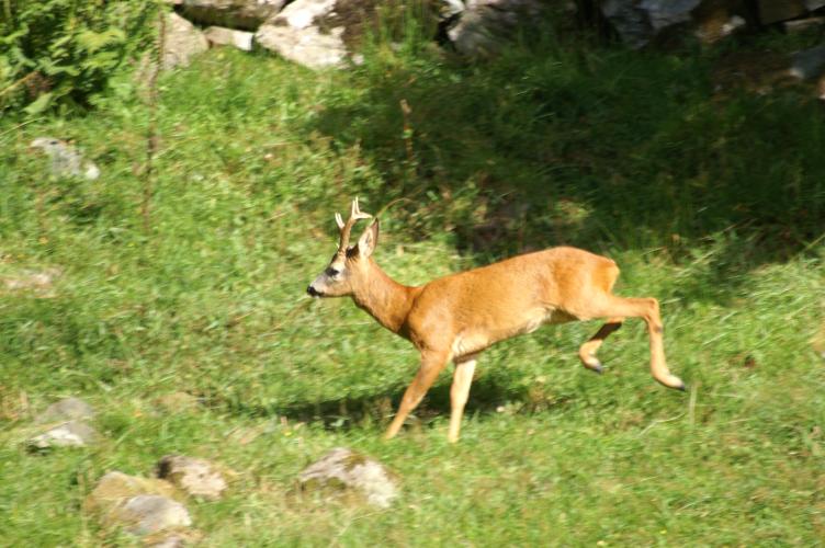 Deer, near Borrowdale Youth Hostel