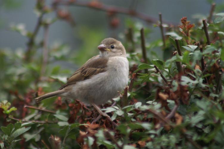A female sparrow