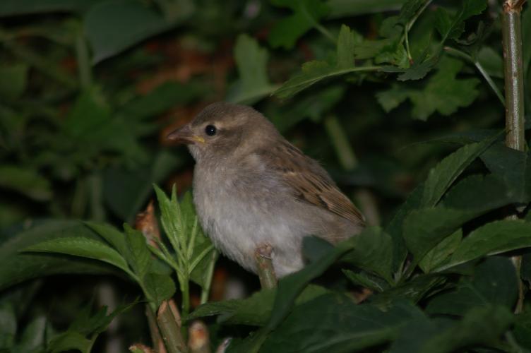 A female sparrow