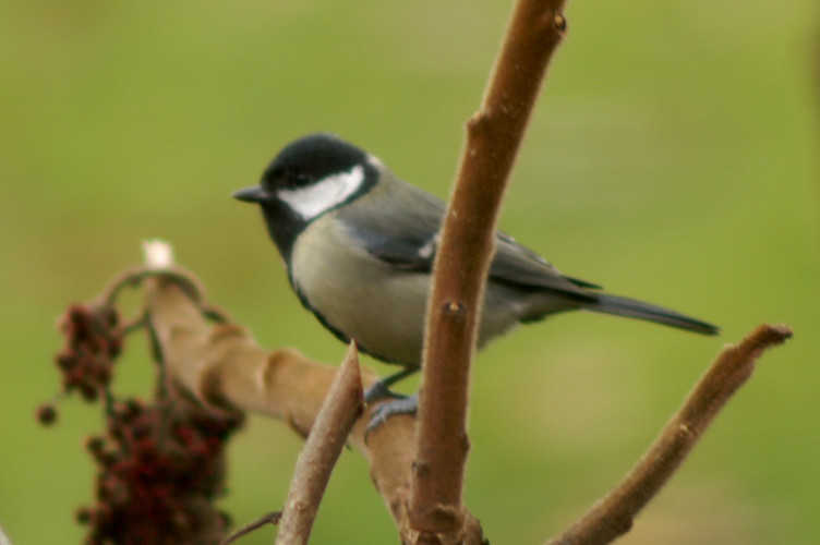Great Tit on a Sumack tree