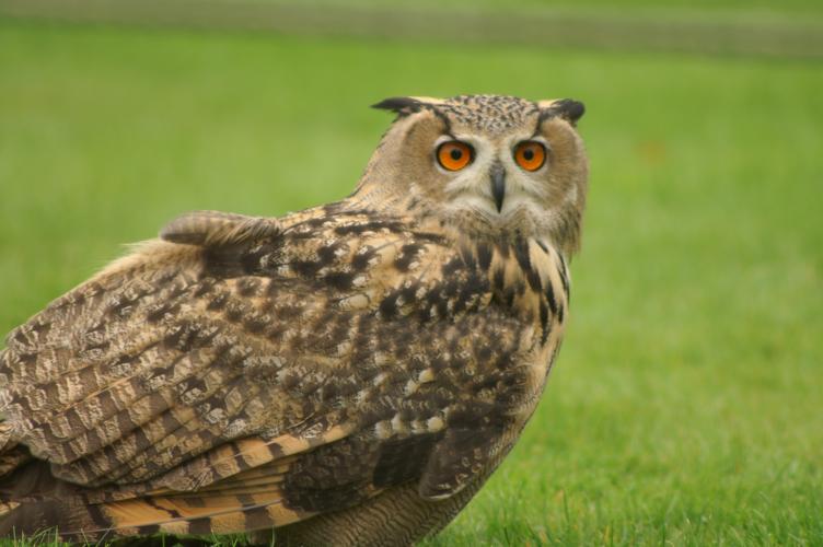 A European Eagle Owl