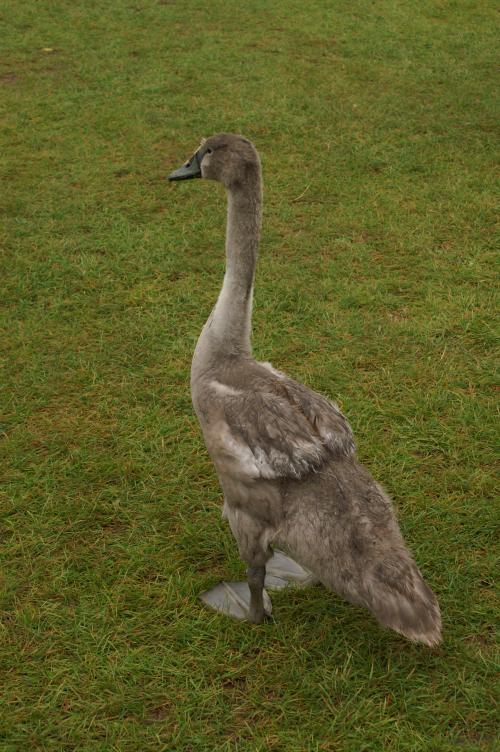 An ugly duckling - a juvenile swan