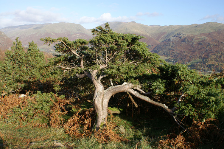 A twisted gorse bush