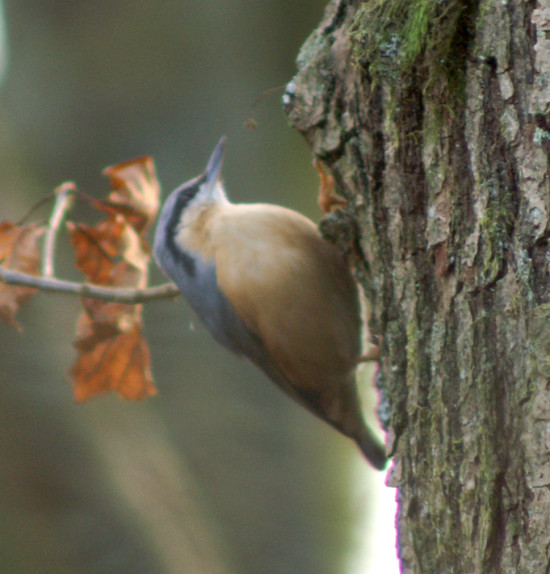 A nuthatch