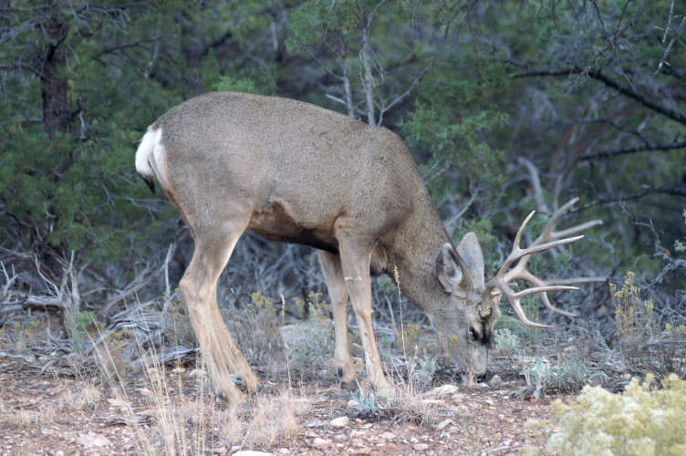 Mule deer Mule deer