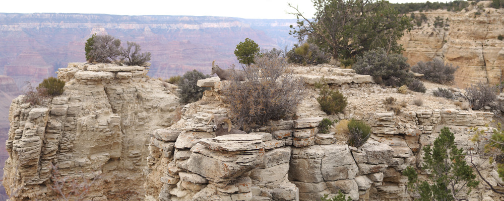 Bighorn Sheep Bighorn Sheep