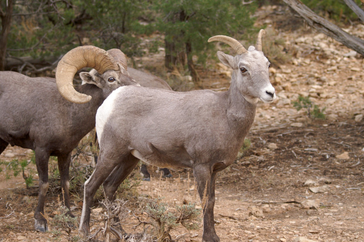 Bighorn Sheep Bighorn Sheep